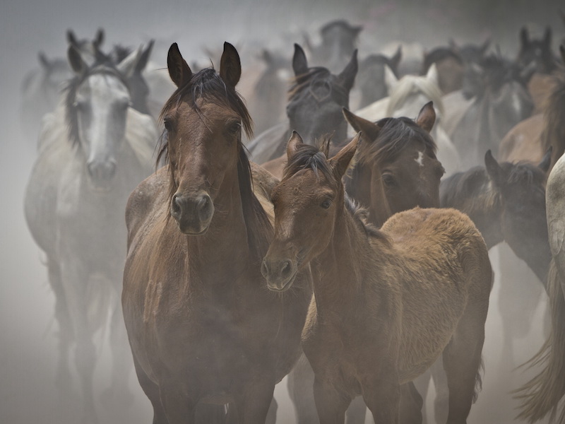 Wilde paarden uit Doñana op weg naar paardenzegening in El Rocío (Huelva, Andalusië)