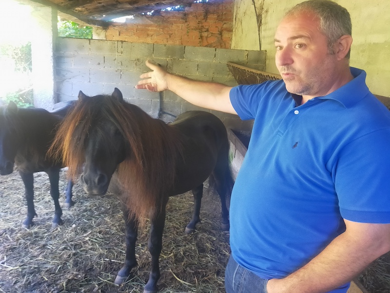 Asturcon pony in de Sierra de Sueves in Asturië: oudste pony-ras ter wereld