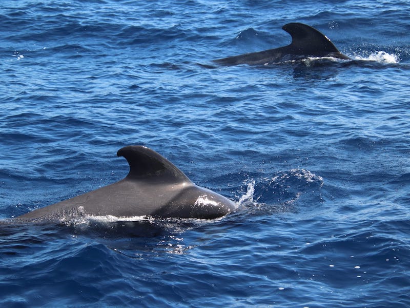 Grienden (grote dolfijnen) voor de kust van Tenerife