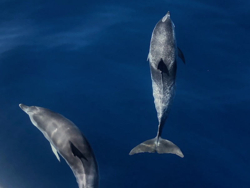 Dolfijnen voor de kust van Canarisch eiland La Gomera