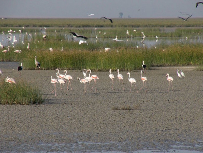 Flamingo's in de moerassen van nationaal park La Doñana