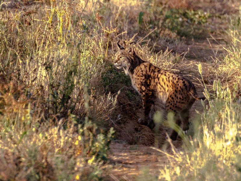 Iberische lynx in nationaalpark Doñana