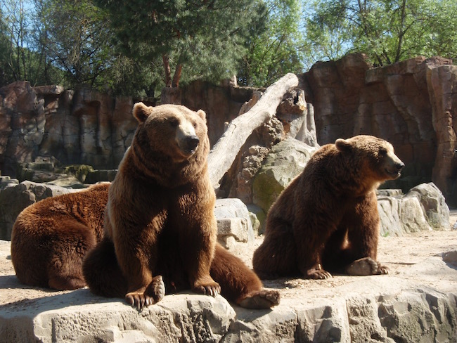 kindervakantie-spanje-dierentuin-Madrid-Zoo.jpg