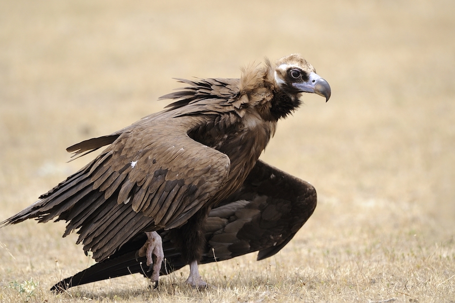 Lees meer over ‘the big 5’ van Extremadura (Midden Spanje), die leven in de op Afrikaanse savannes lijkende dehesas en vlaktes met eeuwenoude steeneiken.