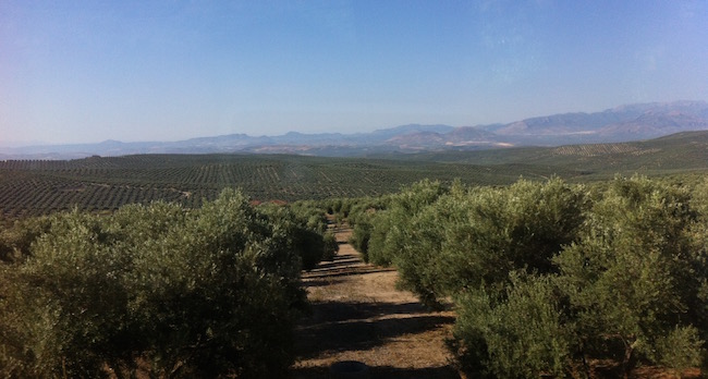 Olijfbomenlandschap Jaén (Andalusië, Zuid Spanje)