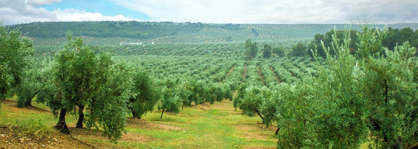 Olijfbomen in het landschap van Jaén