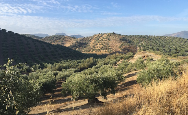 Het olijfbomenlandschap in de provincie Cordoba (Andalusië)