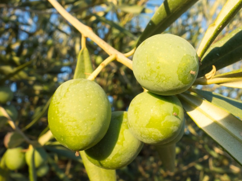 Olijven aan een olijfboom in Jaén