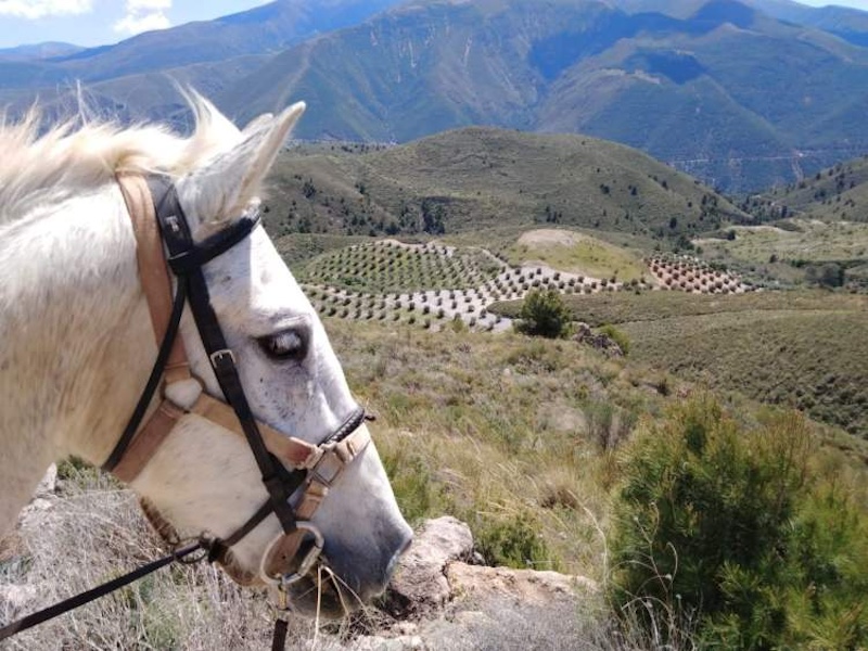 Een ontspannen paardrijvakantie in berggebied Las Alpujarras in Andalusië