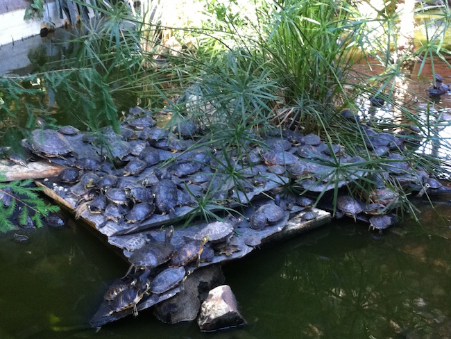 schildpadden-atocha-station-madrid-foto-spanjevoorjou-650x488.jpeg