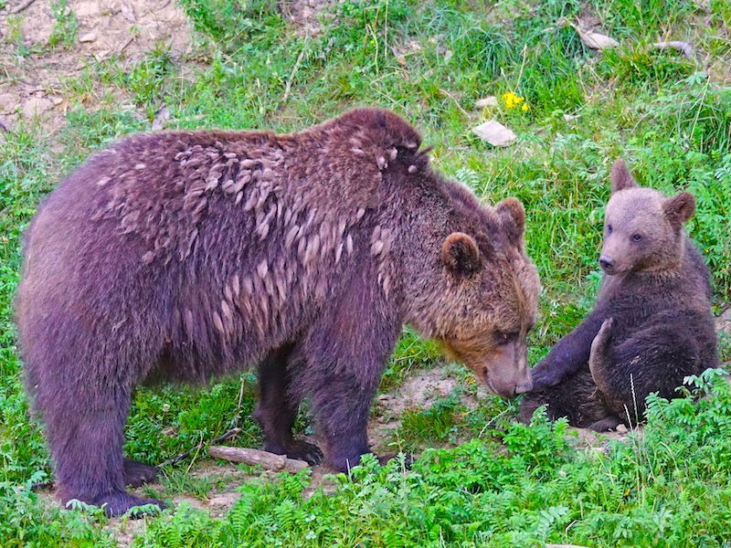 Bruine beren in natuurpark Somiedo (Asturië, Noord-Spanje)