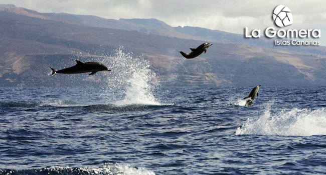 Bewonder dolfijnen tijdens een vakantie op La Gomera