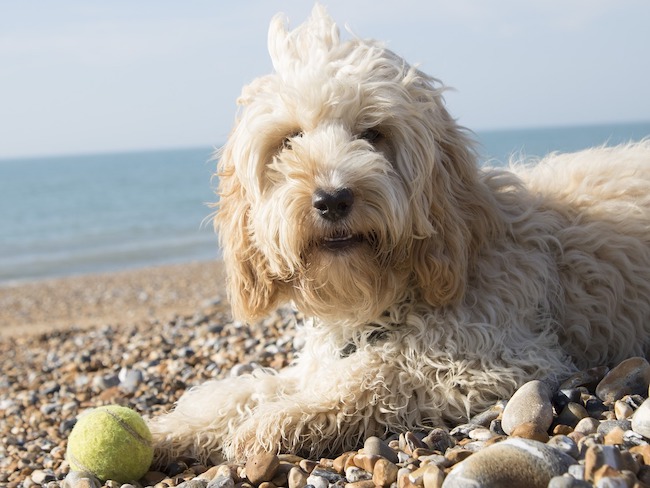 Calligrapher Magazijn kosten Een vakantie in Spanje met hond