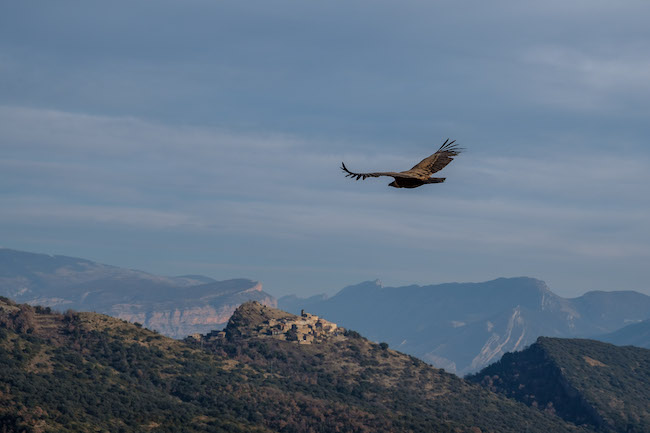Vale gieren boven de bergen bij Santa Engràcia