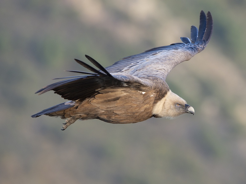 Een vale gier in Spanje - Foto: Gertjan de Zoete (Finca las Abubillas)