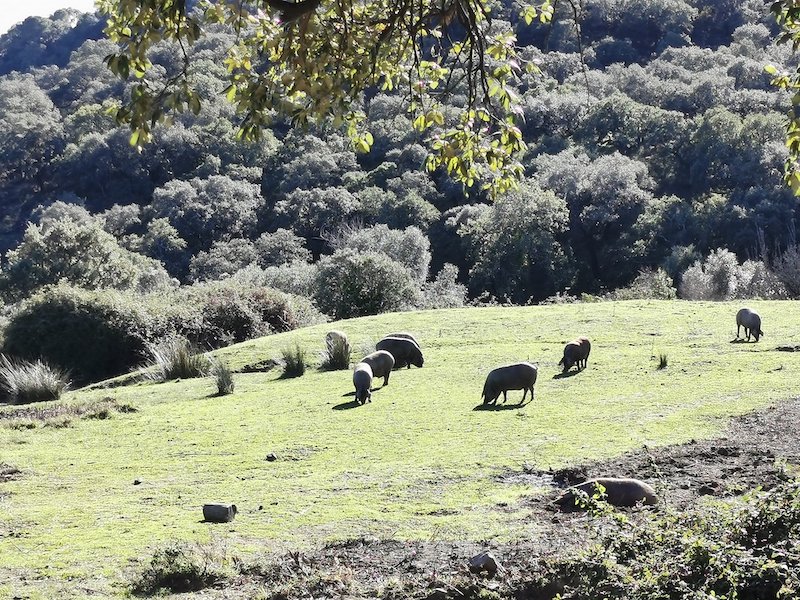 Zwartvoet varkens in de Sierra de Aracena (Huelva, Andalusië)