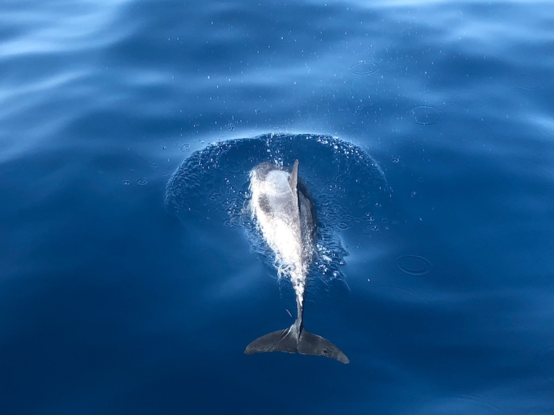 Walvissen en dolfijnen spotten op Tenerife