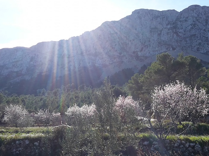 Bloeiende amandelbomen in de Sierra de Bernia bij Altea (Costa Blanca)