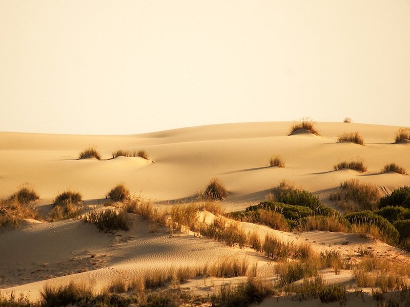 Wandelende duinen in nationaalpark Doñana (Andalusië)