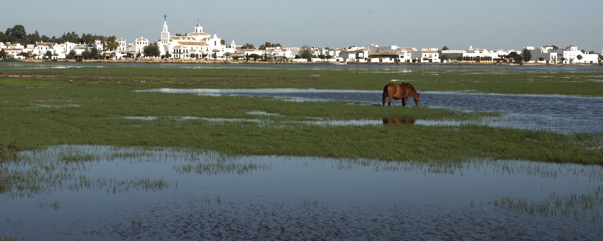 Wetlands in nationaalpark Doñana aan de westkust van Andalusië