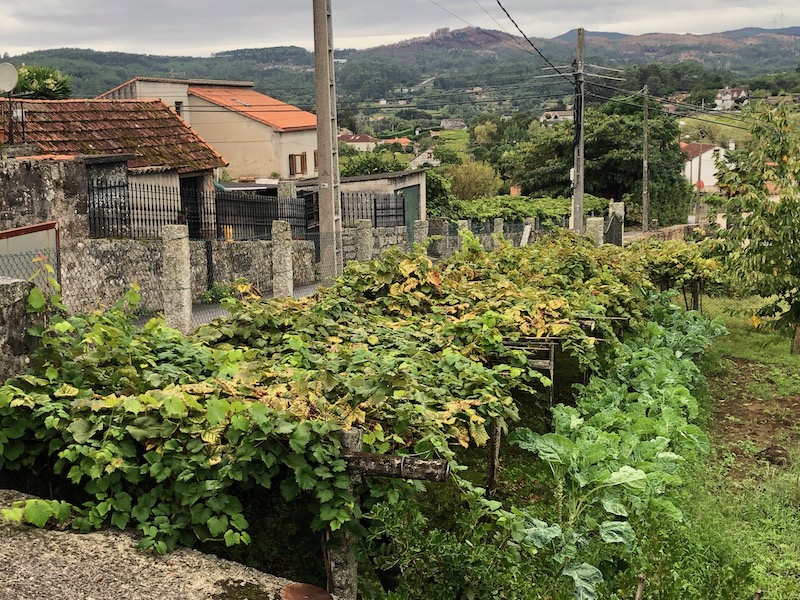 Kleine wijngaard in Rías Baixas (Galicië, Noord-Spanje)