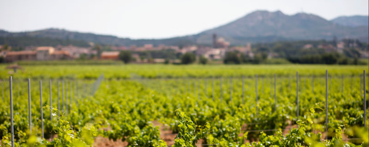 Wijnstreek Empordà in Catalonië