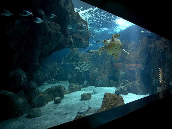 Het aquarium van Gijón in Asturië (Noord Spanje)