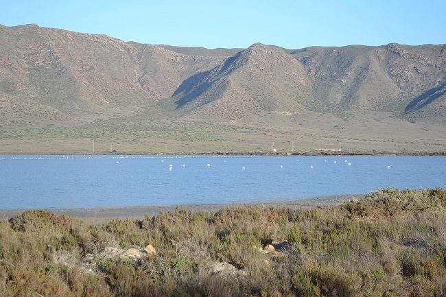 Trekvogels in Salinas de Cabo de Gata