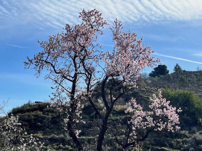 Prachtig bloeiende amandelboom in Tárbena vallei (provincie Alicante)