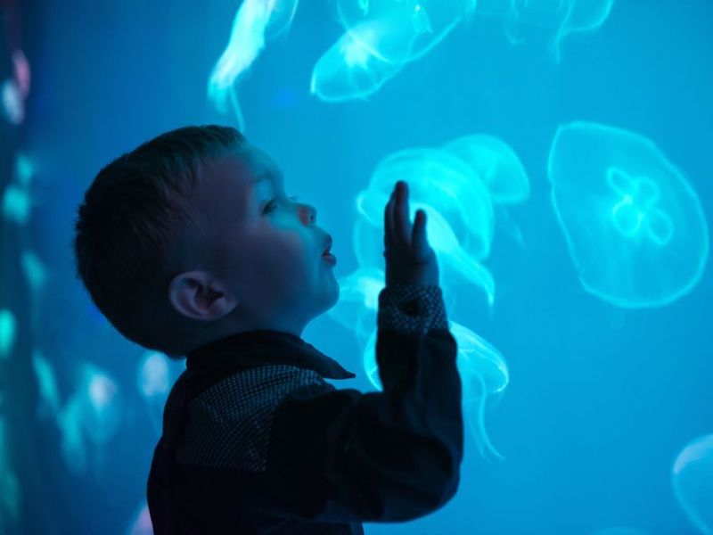Kwallen in het aquarium van Sevilla