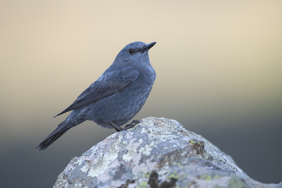 Een blauwe rotslijster op de Peña Falcon rots in Monfragüe (Foto: Gertjan de Zoete)