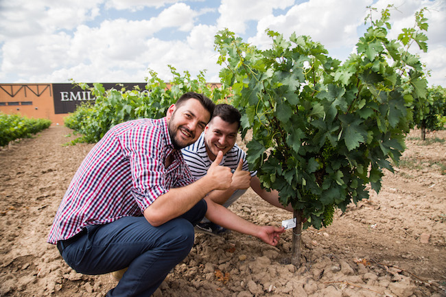 Heel wat beroemdheden hebben al een druivenstruik geadopteerd bij Bodega Emilio Moro in Castillië en Leon