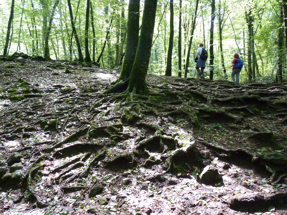 Wortels van beukenbomen die boven op een lavatong groeien - Foto: Valerie Collet