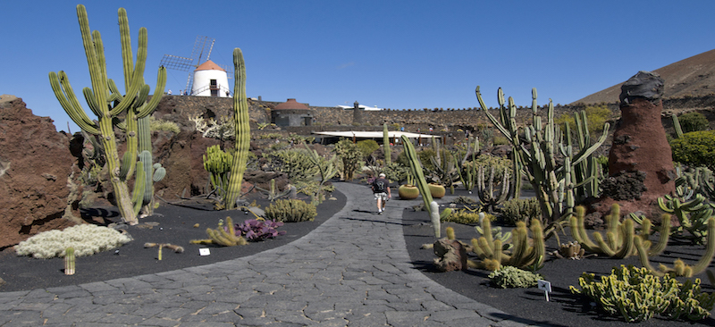 De cactus tuin op het Canarische eiland Lanzarote van kunstenaar Manrique