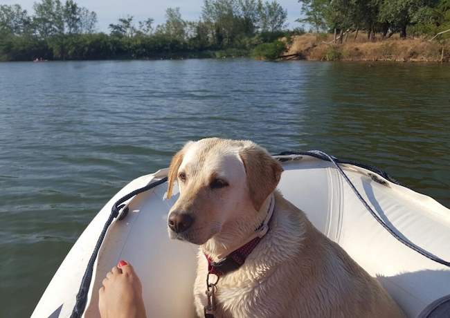 Met je hond varen op de wateren rond Camping Nautic Almata