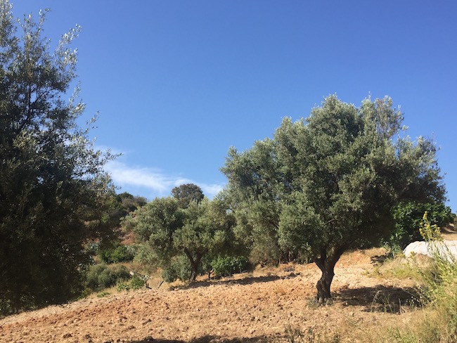 Olijfbomen in de baai Cala del Cañuelo in Málaga (Andalusië)