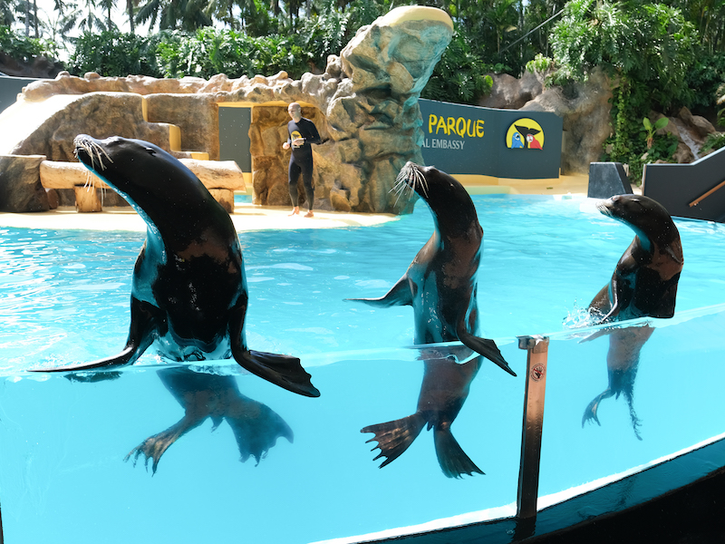 Loro Parque in het noorden van Tenerife: een van de mooiste dierentuinen ter wereld