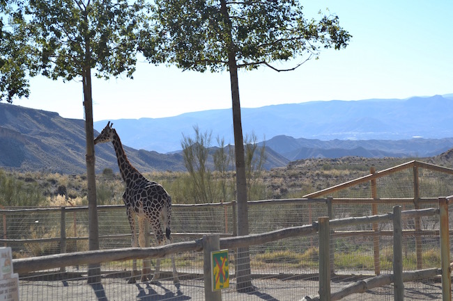 Giraf in dierentuin van Oasys Minihollywood in woestijn Almería