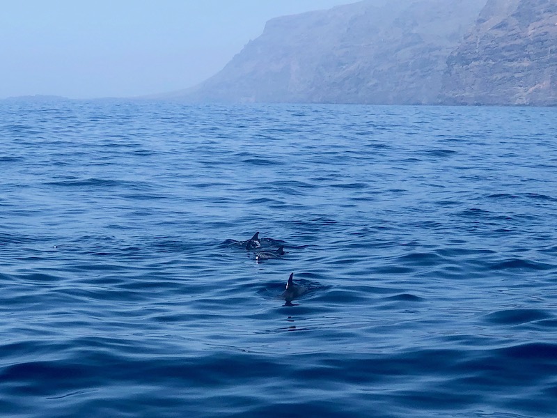 Dolfijnen bij Los Gigantes aan de westkust van Tenerife