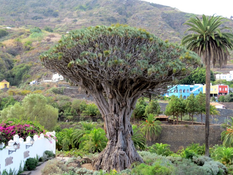 Drakenboom in Icod de los Vinos op Tenerife