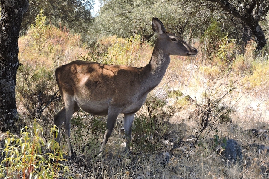Edelhert in Extremadura (Foto: Gertjan de Zoete)