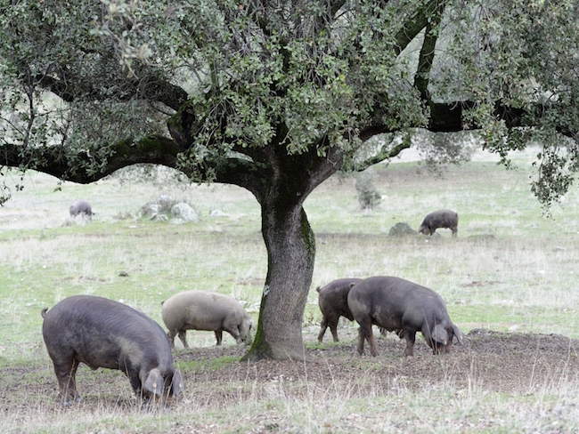 Iberische varkens op een dehesa in Extremadura (Midden-Spanje)