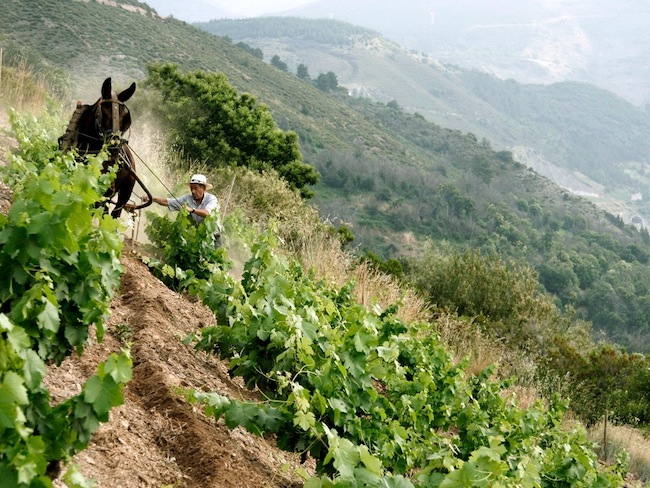 Handmatig ploegen met muildier in wijnstreek Priorat (Catalonië)
