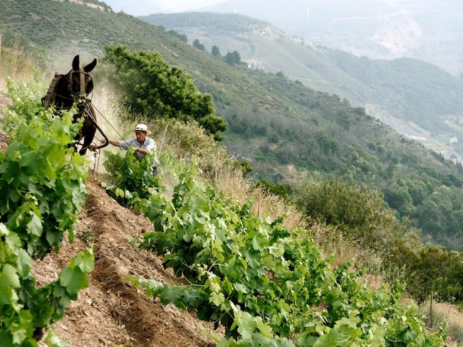 ezel-wijnstreek-priorat-catalonie-spanje-foto_ardanza-650x488.jpeg