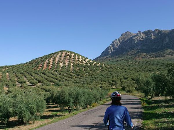 Fietsen door het olijfbomenlandschap  van Jaén (Andalusië)