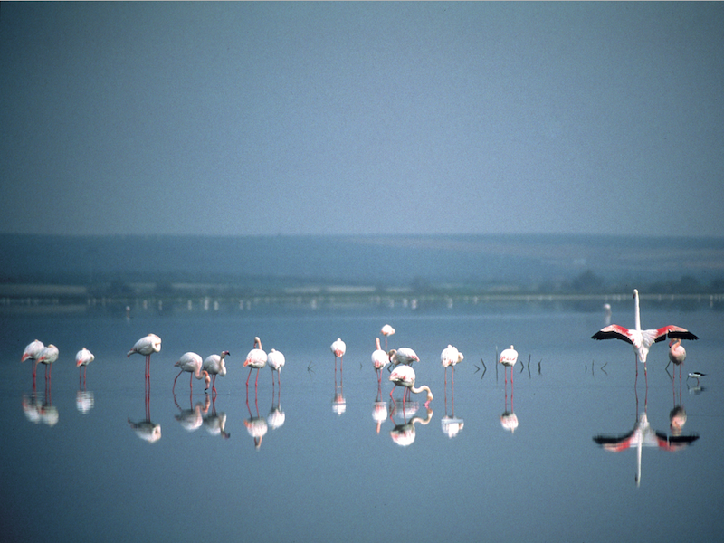 Flamingo's in de lagune van Fuente de Piedra (Málaga, Andalusië)