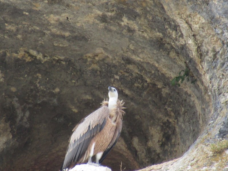 Vale gier in natuurpark Cañón de río Lobos - foto: Hilde de Schutter
