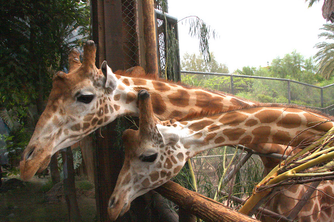 Giraffen kijken in Oasis Park tijdens een vakantie op Fuerteventura