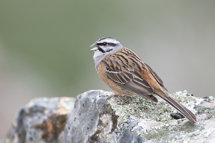 De grijze gors (Foto: Gertjan de Zoete)
