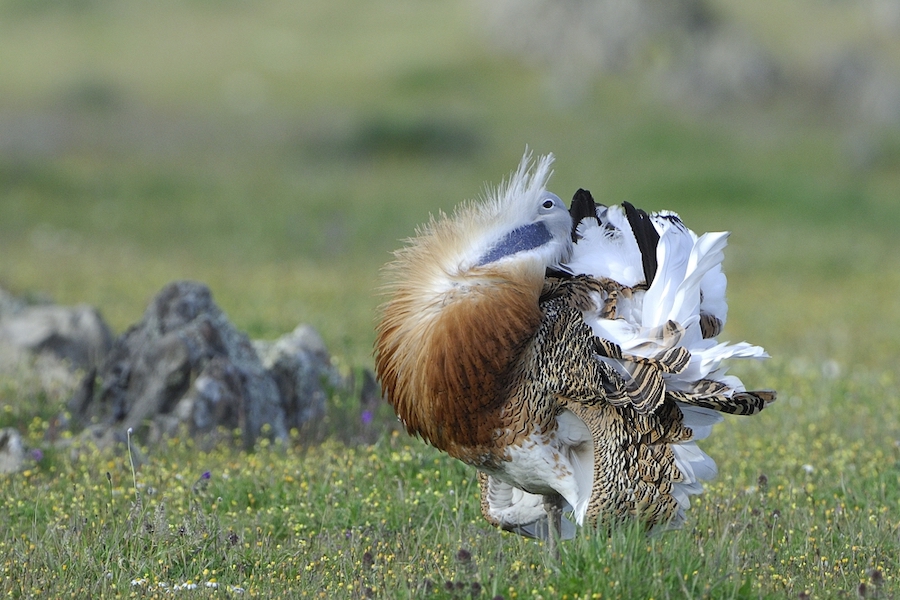 Grote trap in Extremadura (Foto: Gertjan de Zoete)